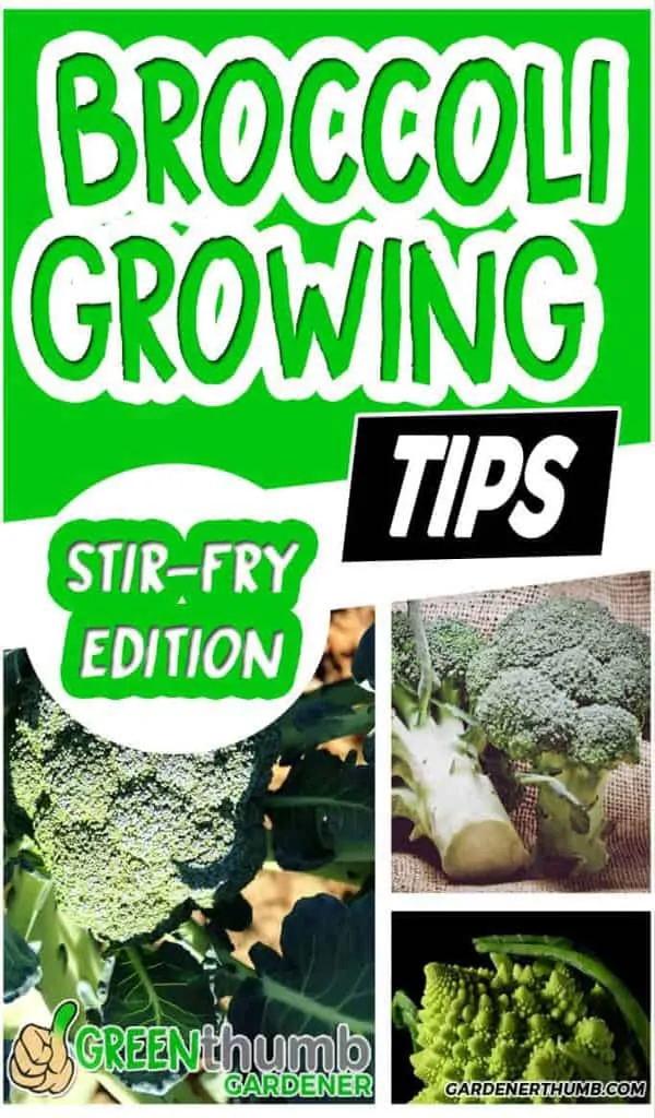 growing broccoli tips