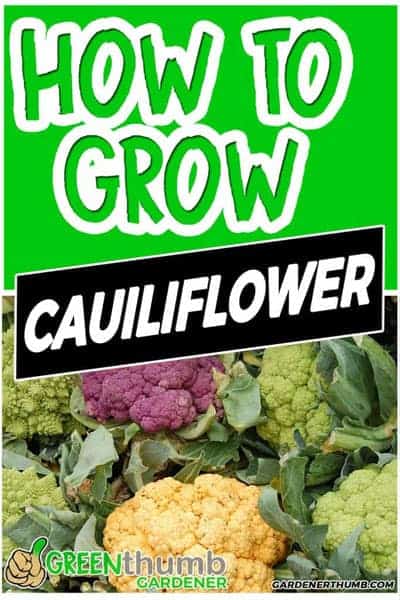 growing cauliflower