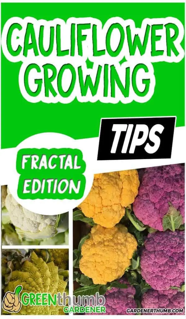 growing cauliflower best tips