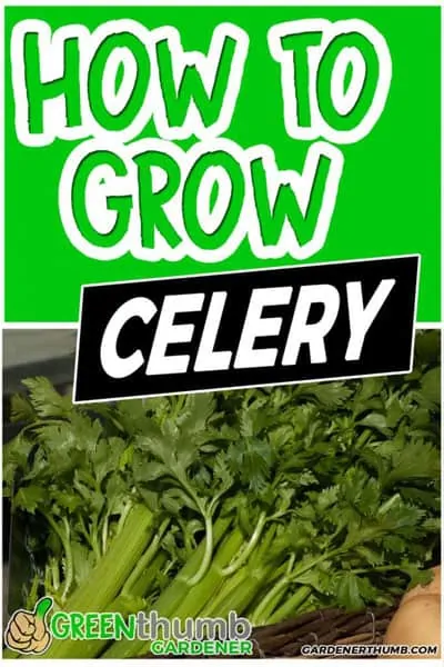 growing celery