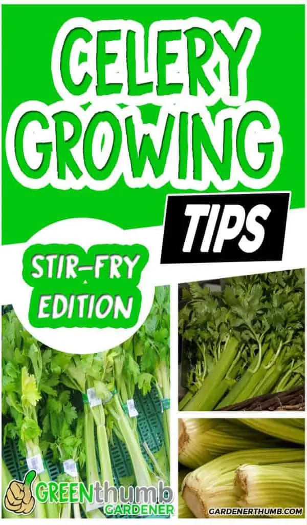 growing celery travel back in time