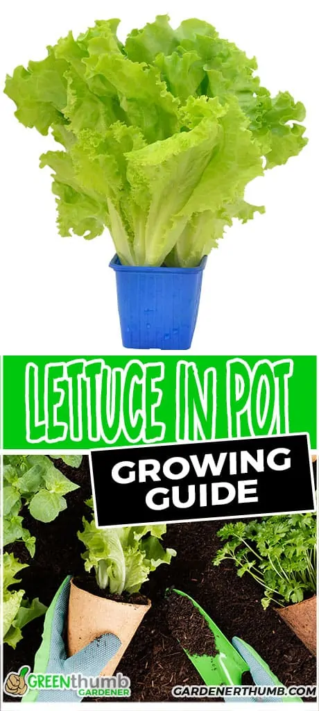 growing lettuce in pot