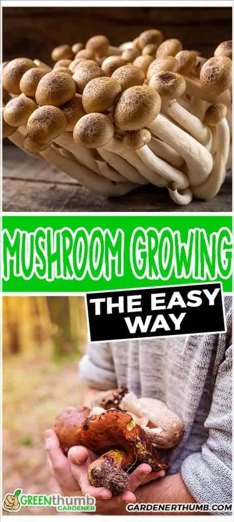 grow mushroom without a kit