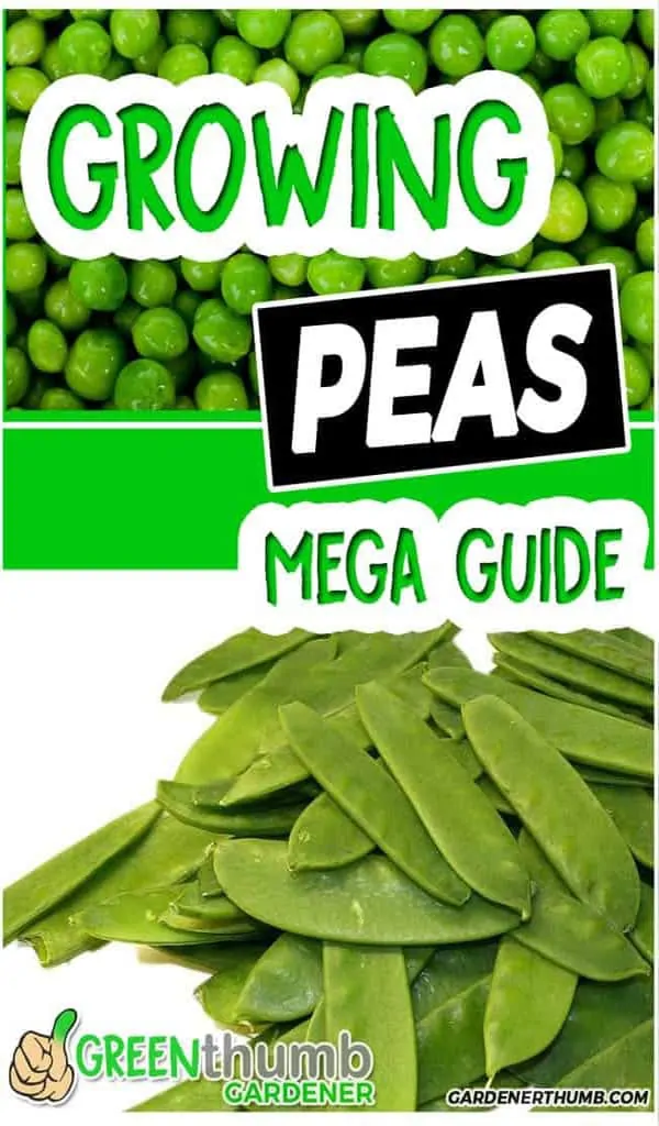 growing pea garden tips