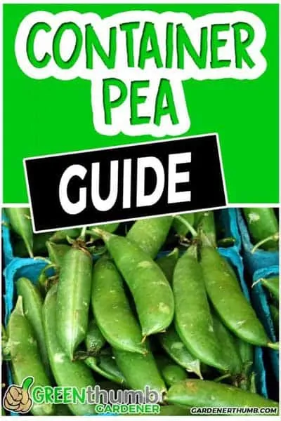 growing peas in container