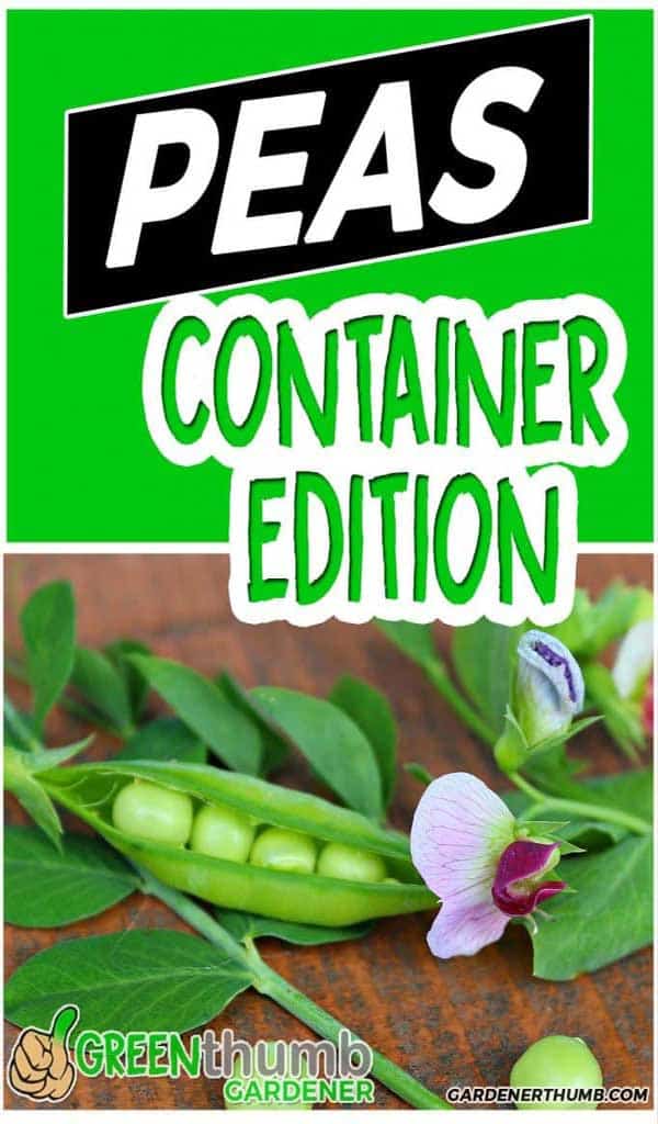 Growing Peas in Containers Step by Step Guide to Get it Right Green