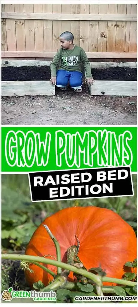 pumpkin gardening