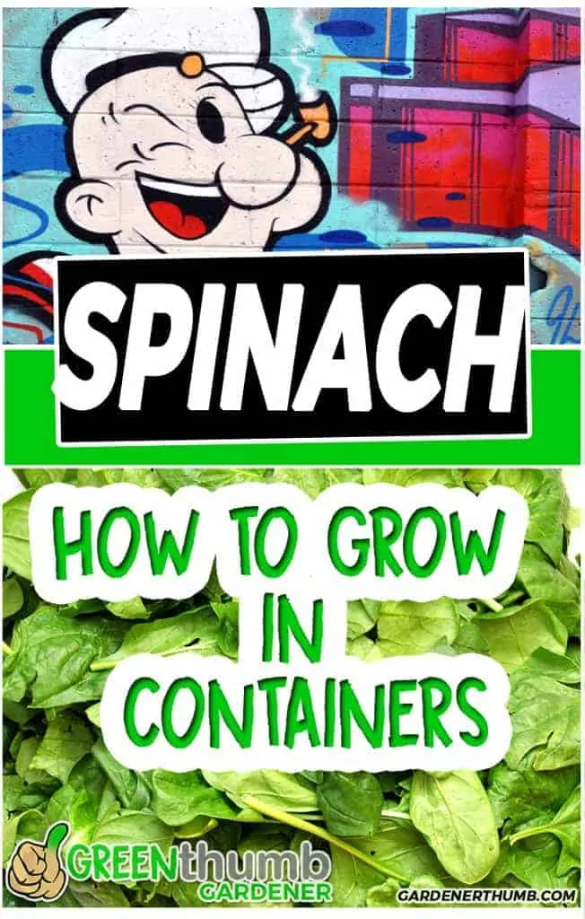 grow spinach