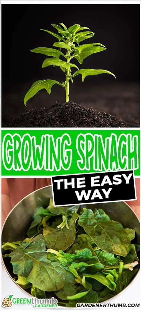 growing spinach in containers