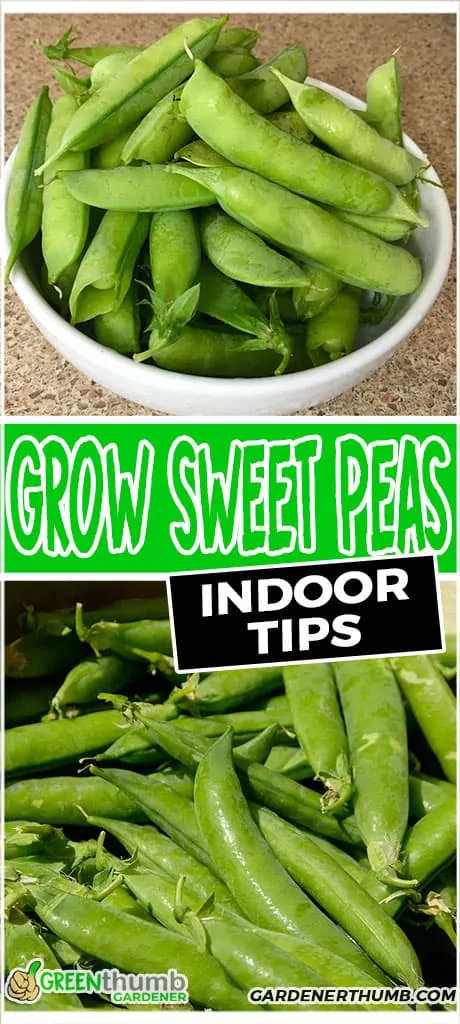 growing sweet peas indoor