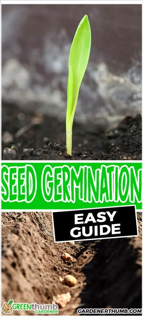 How Long For Seeds To Germinate In Soil Green Thumb Gardener