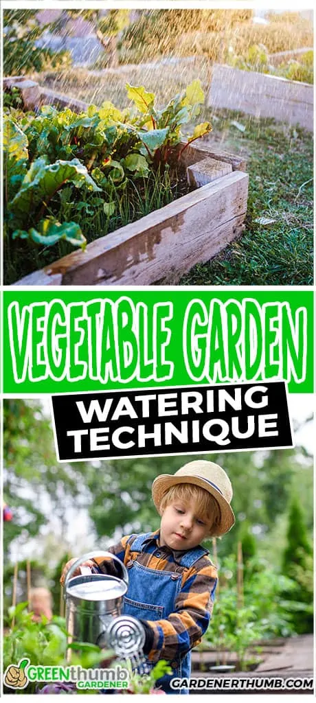 water vegetable garden in raised beds