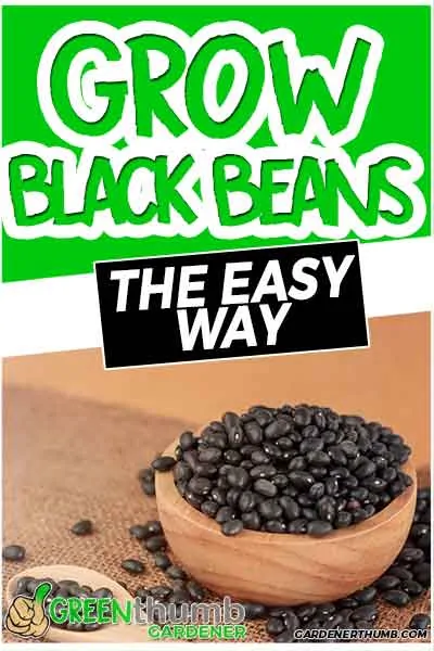 grow black beans