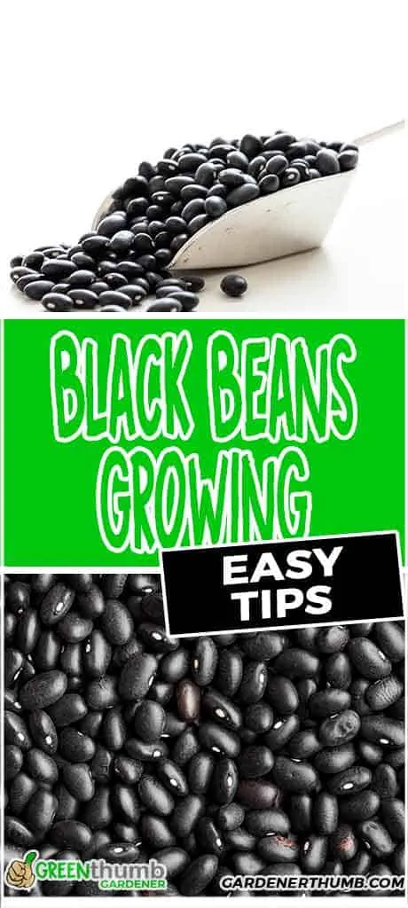 easy black beans growing