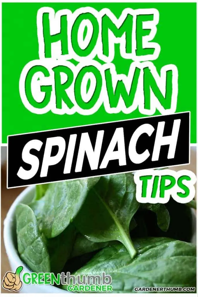 grow spinach