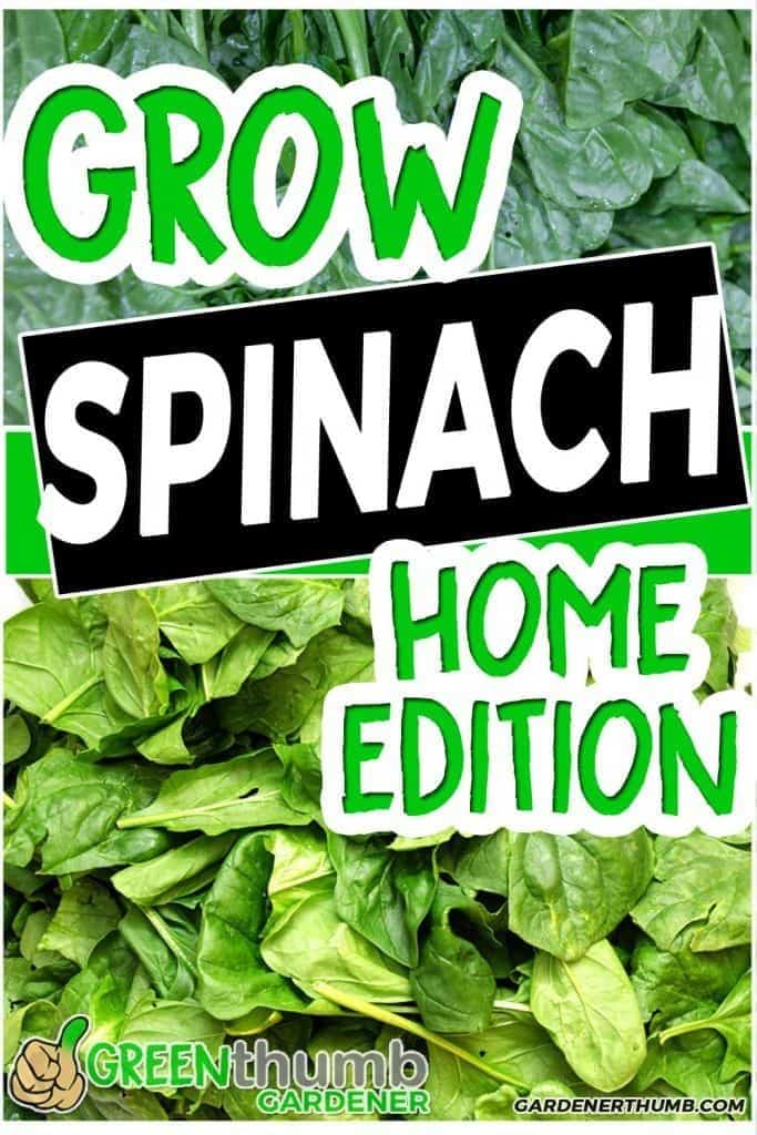 Growing Spinach At Home Epic Guide to Make it Simple Green Thumb