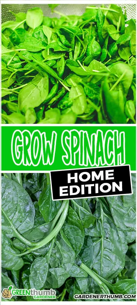 how to grow spinach at home