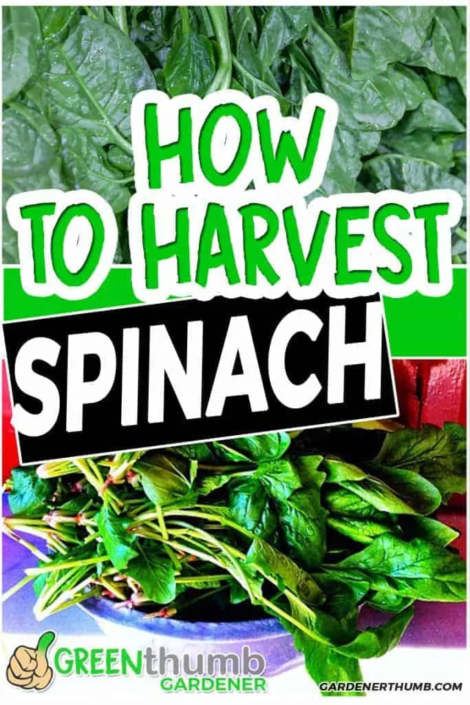 harvest spinach