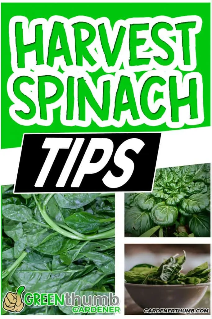 how to harvest spinach