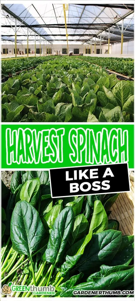 harvesting spinach