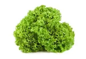 lettuce