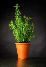 oregano