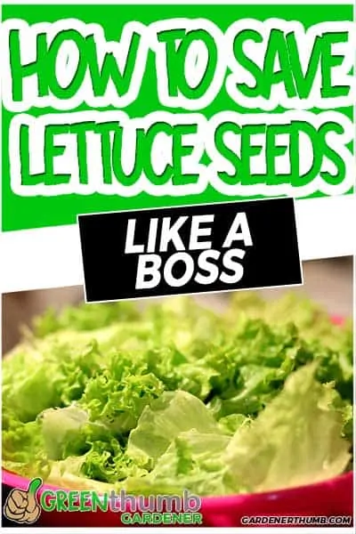 saving lettuce seeds