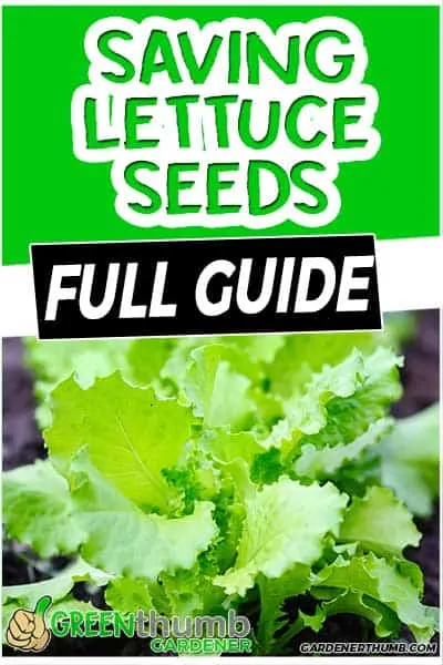 lettuce seed saving