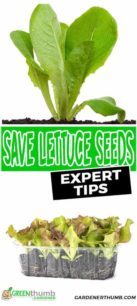 saving seeds for lettuce