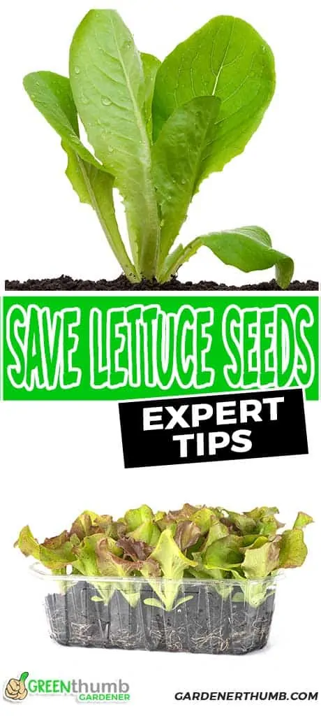 saving seeds for lettuce