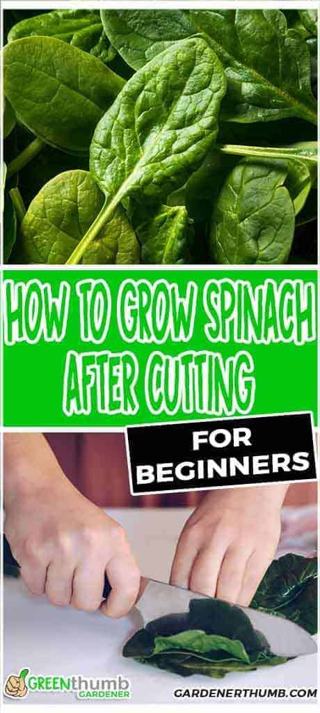growing spinach after cutting
