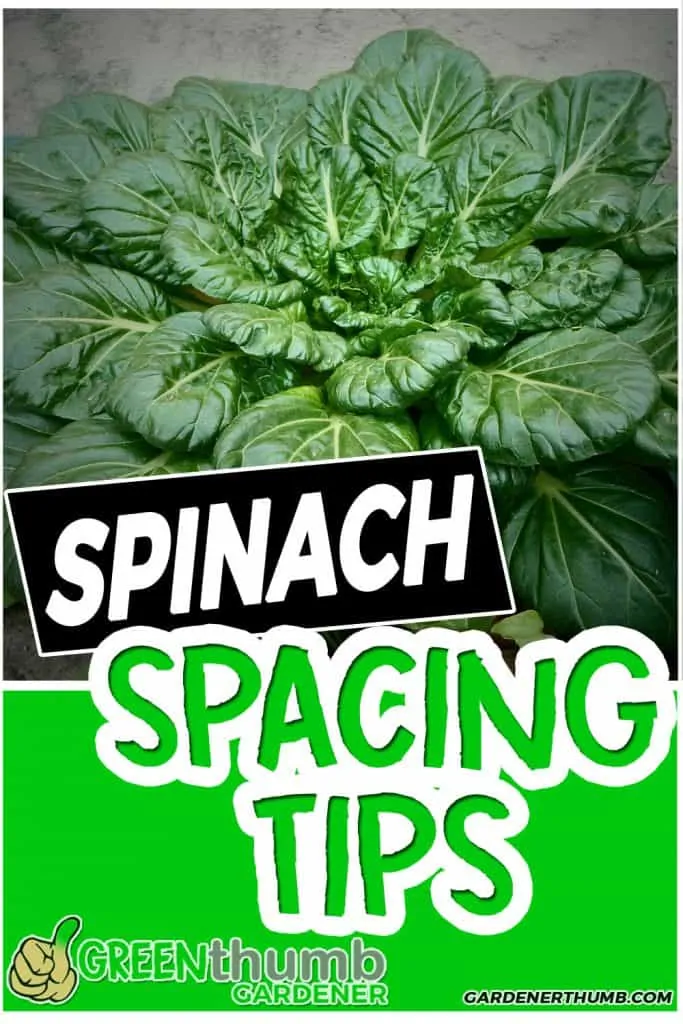 spinach spacing