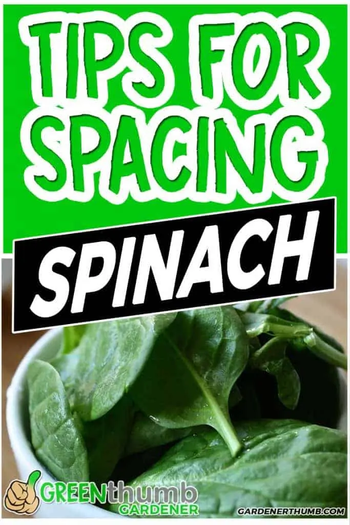 plant spinach spacing