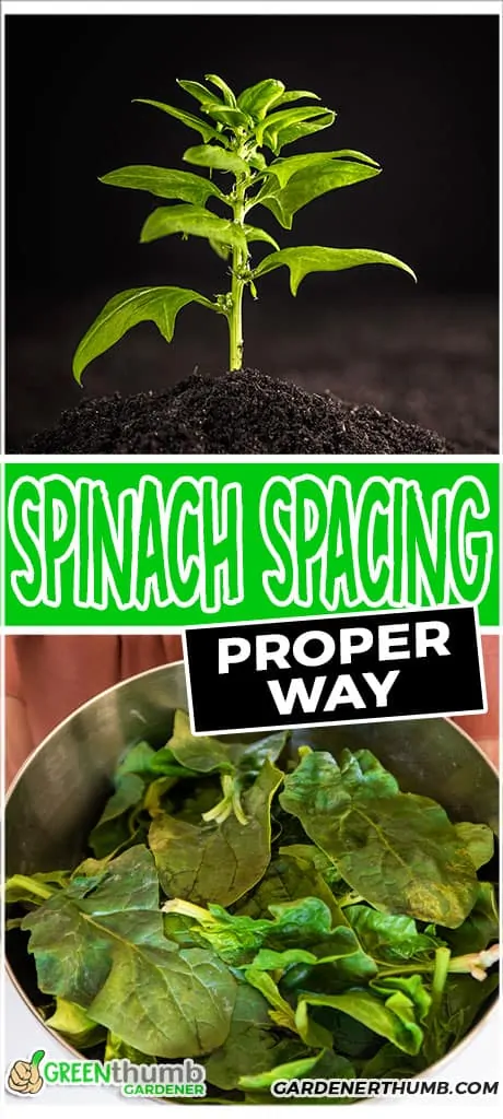 spinach plant spacing