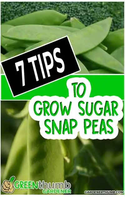 grow sugar snap pea pods