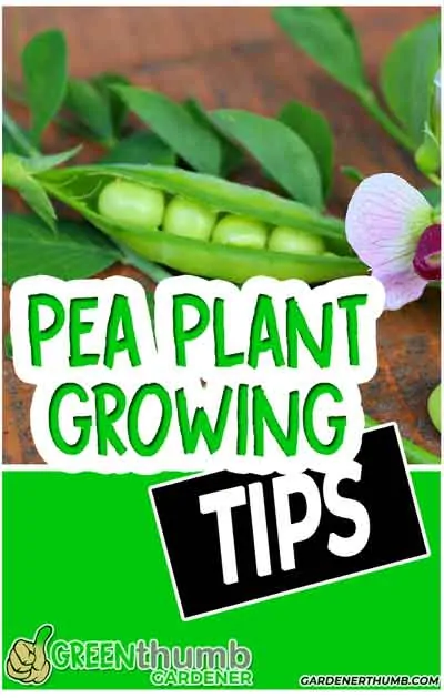 sugar snap pea growing tips