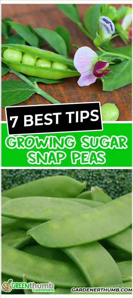 snap peas growing