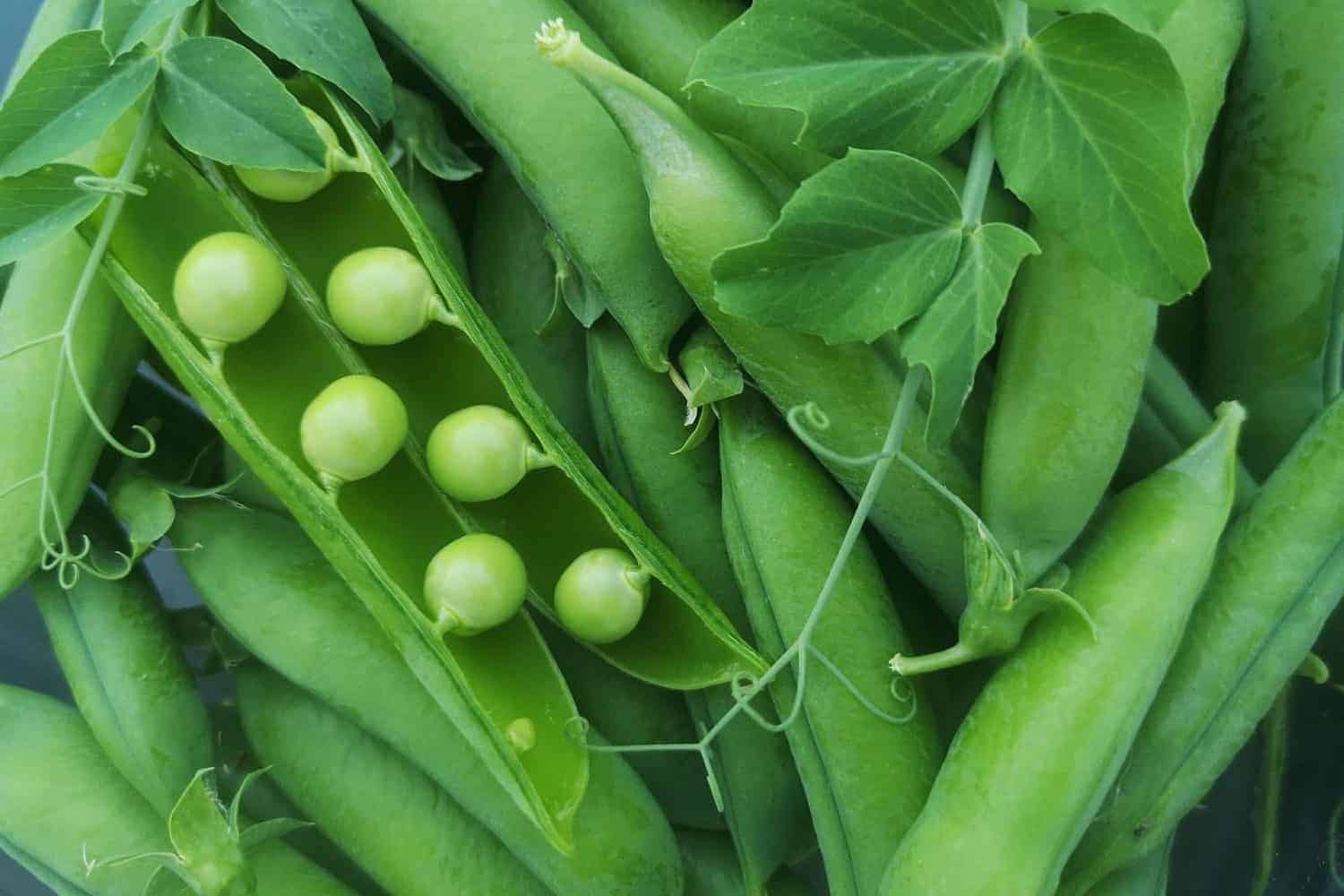 Growing Peas Garden Insider Secret Guide Green Thumb Gardener