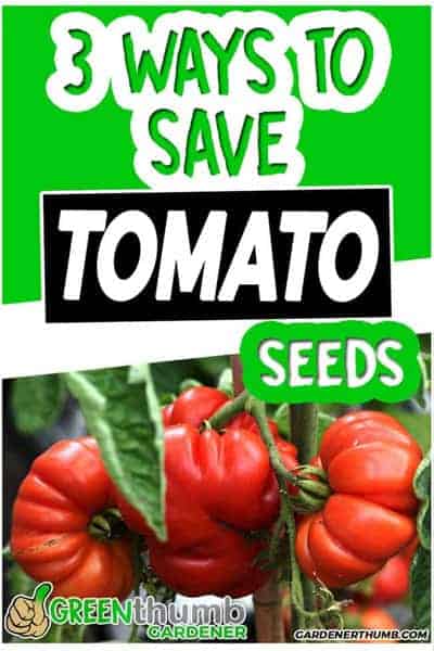 saving tomato seeds