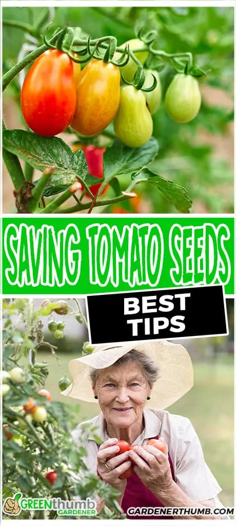 the dirt on saving tomato seeds