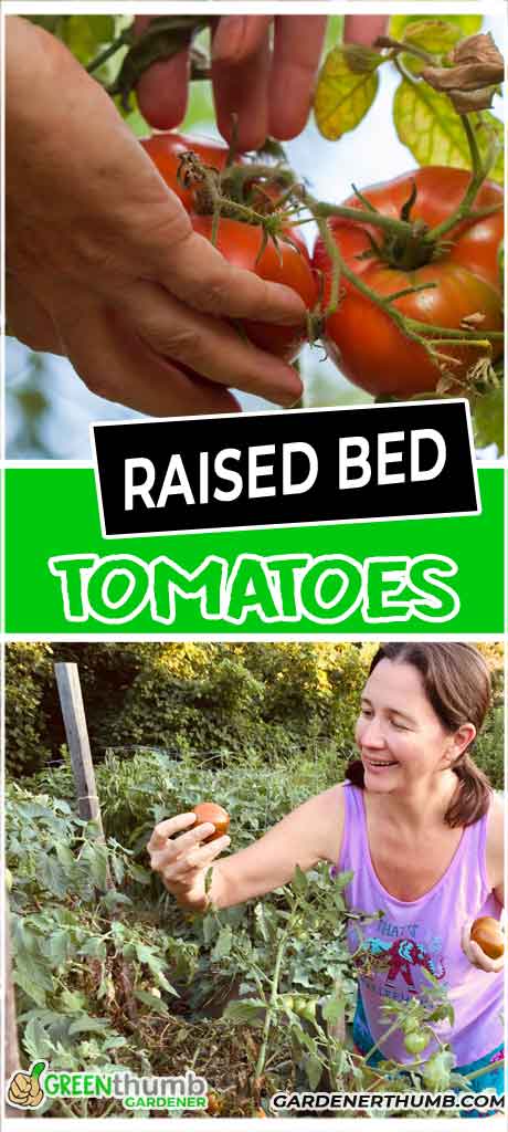 tomato plants in raised beds