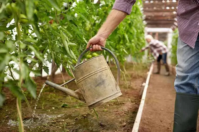 watering tomato plants