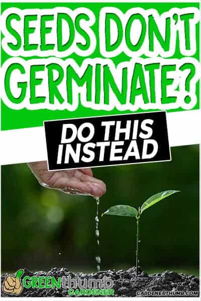 seeds dont germinate