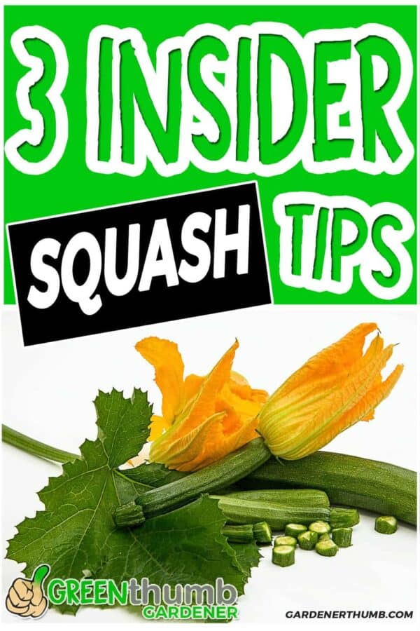 Zucchini Squash Plants 3 Tips to Grow like a Boss Green Thumb Gardener