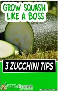 zucchini squash plant