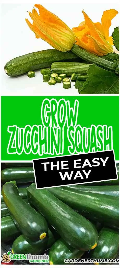 zucchini squash plants