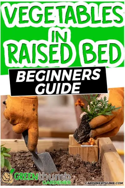 grow vegetable in raised bed