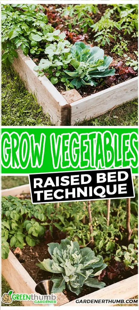 best vegetable to grow in raised bed