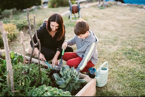vegetable garden tips for beginners