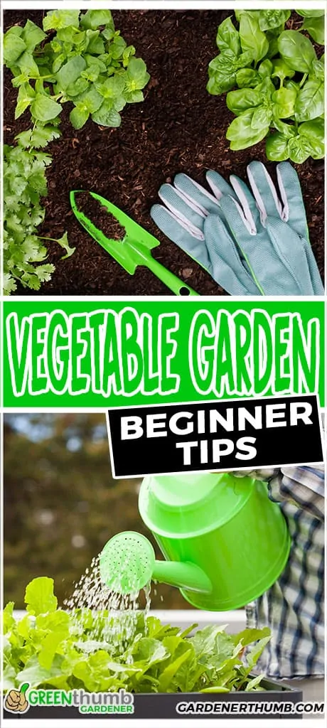 vegetable garden for beginner tips